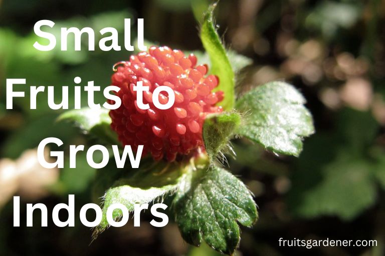 Small Fruits Plants to Grow Indoors