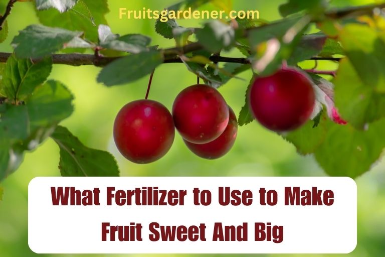 What Fertilizer to Use to Make Fruit Sweet