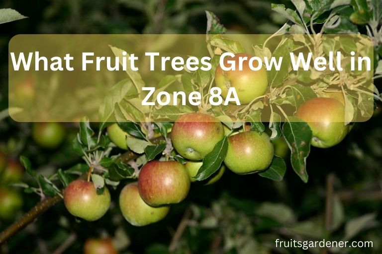 What Fruit Trees Grow Well In Zone 8A 11 Best Growing Fruit In Zone 8 What Fruit Trees Grow Well In Zone 8A 11 Best Growing Fruit In Zone 8
