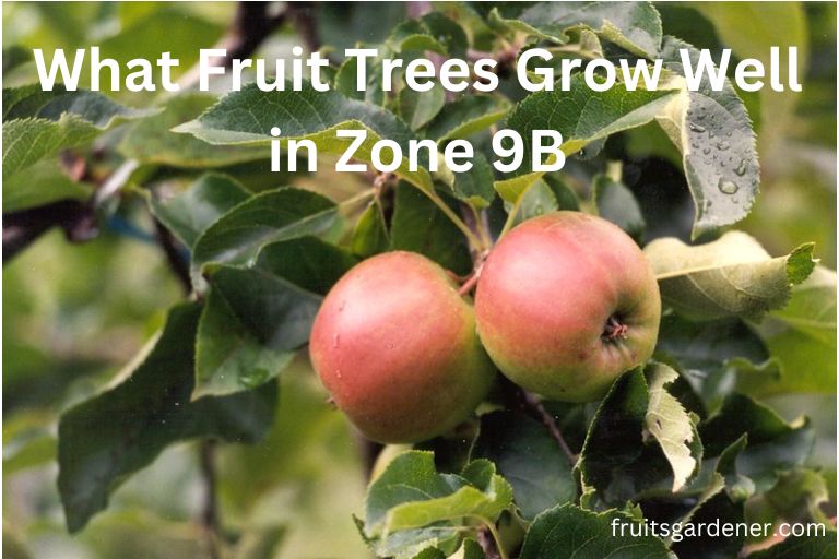What Fruit Trees Grow Well in Zone 9B