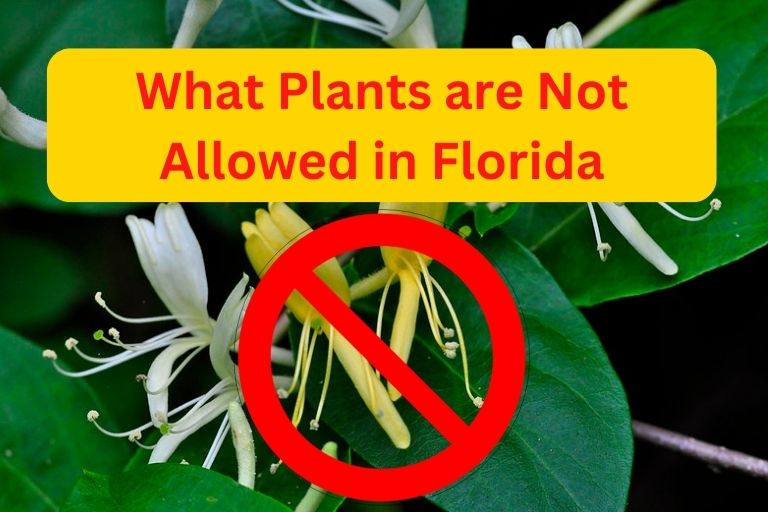 What Plants are Not Allowed in Florida