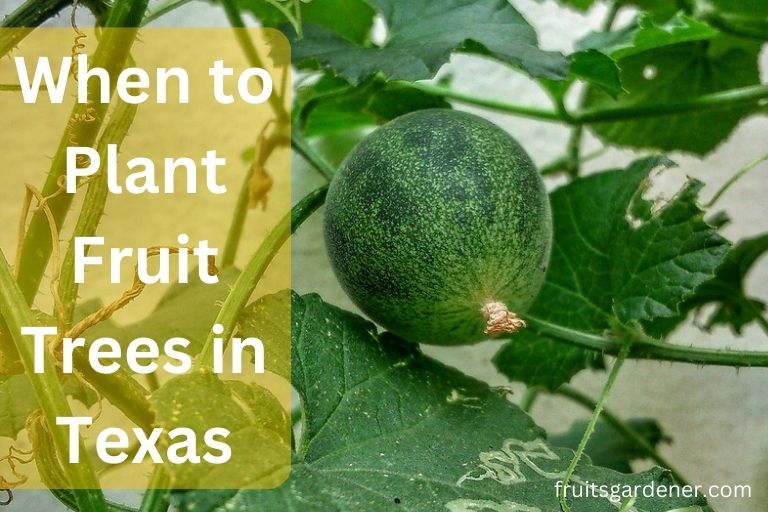 When to Plant Fruit Trees in Texas