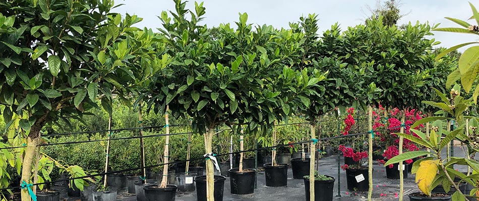 Best Fruit Trees to Grow in Central Florida