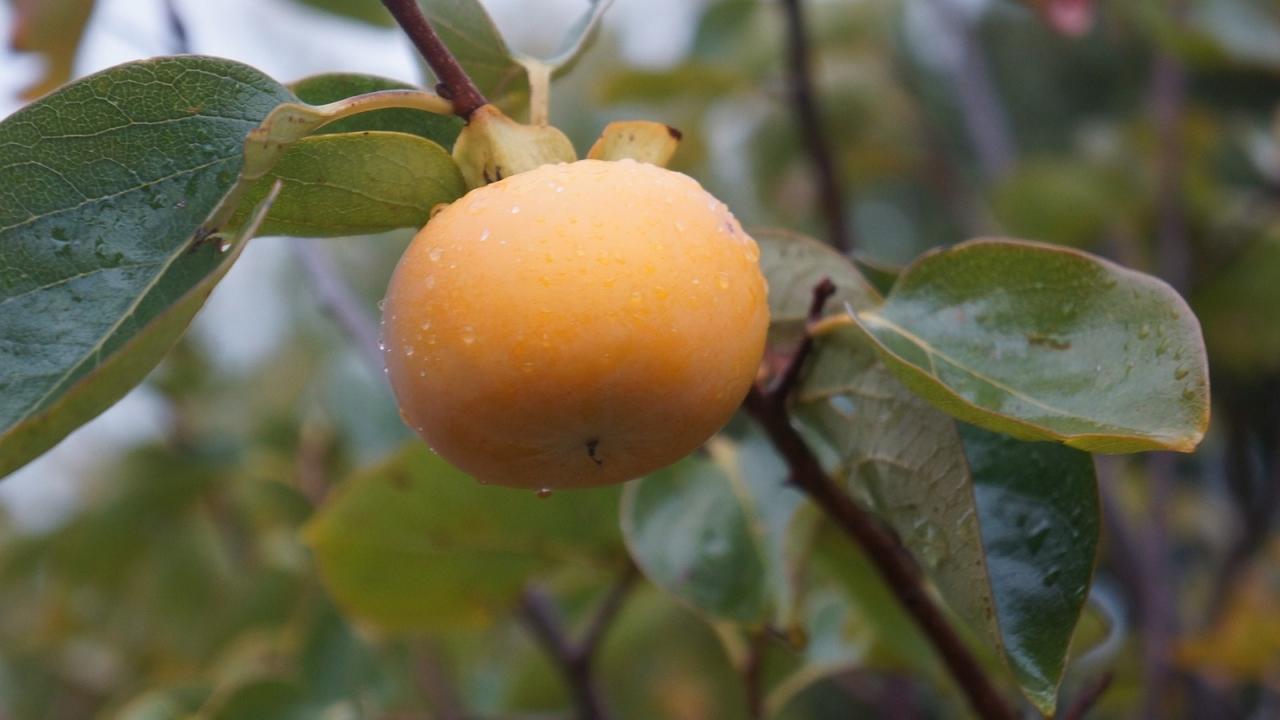 14-fast-growing-fruit-trees-southern-california-that-is-low-maintenance