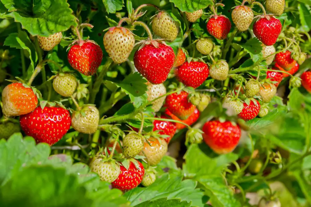 40 Nuts And Fruits That Grow In The Ground Unveiling Earths Bounty