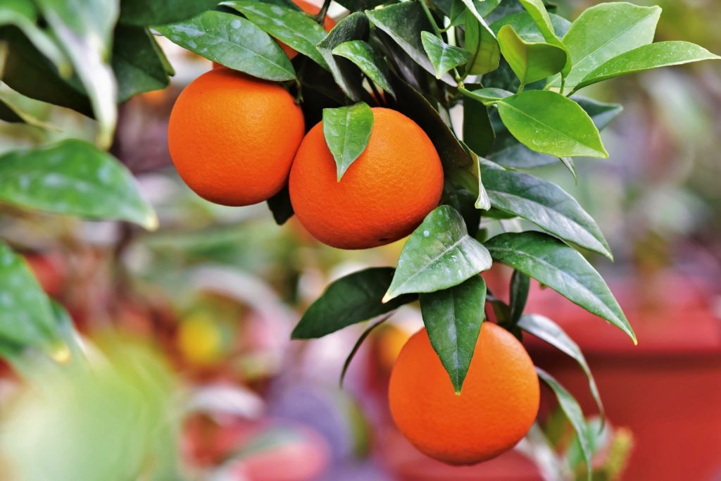 Best Fruits to Grow in Houston