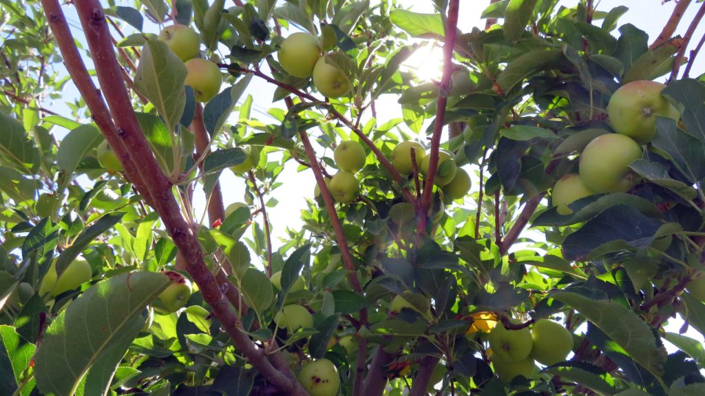 When to Plant Fruit Trees in North Texas