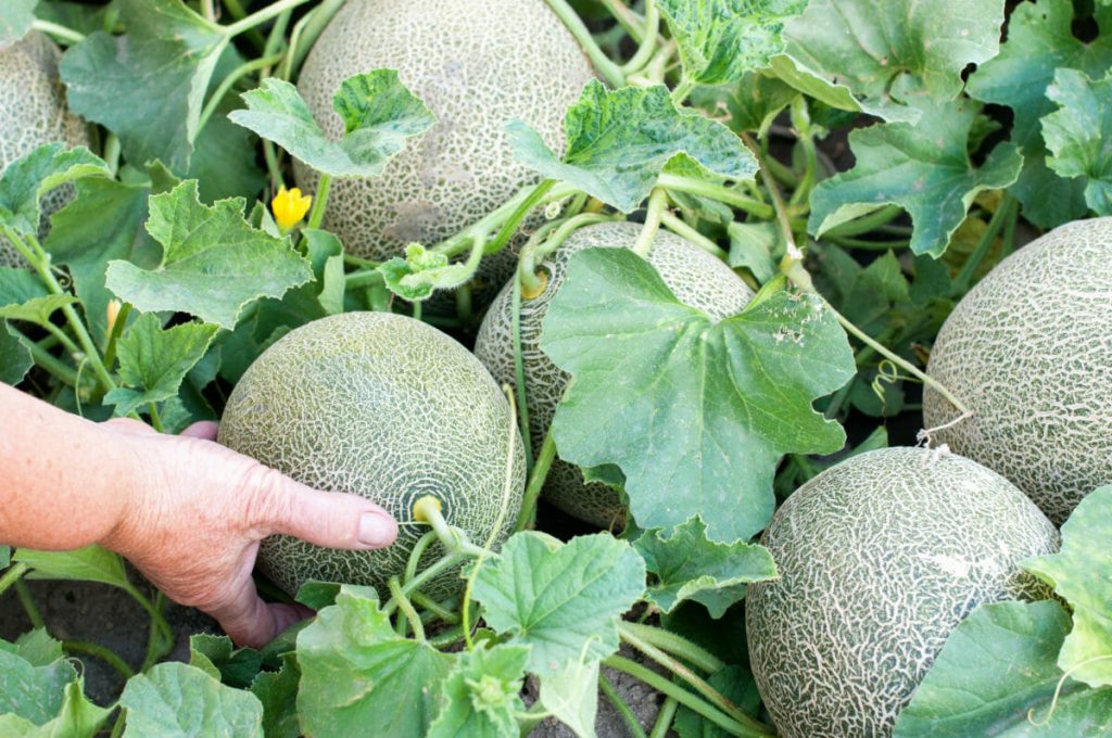 How to Increase Sweetness of Fruits