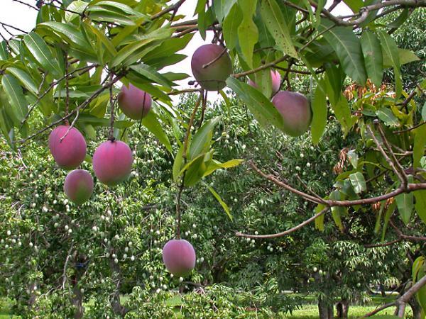 Best Fruit Trees to Grow in Southwest Florida
