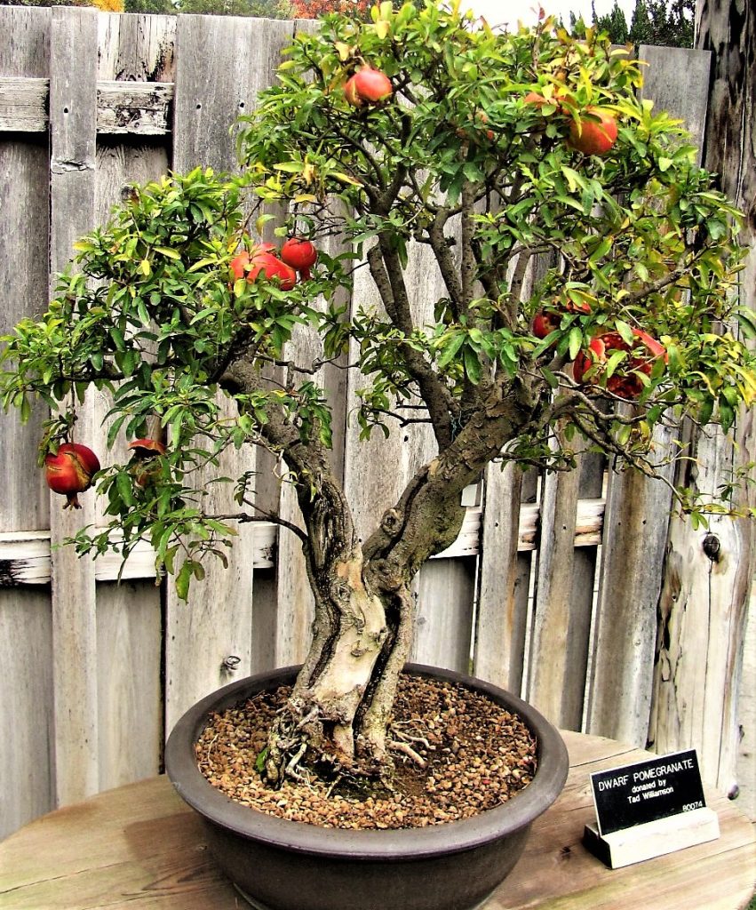 11 Best Fruit Trees for Containers Southern California Container