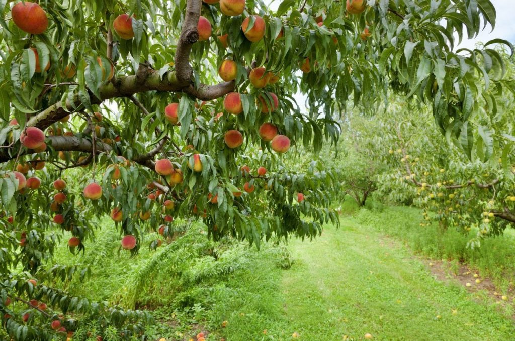Evergreen Fruit Trees Zone 8