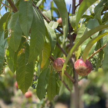 Best Fruit Trees to Grow in San Fernando Valley