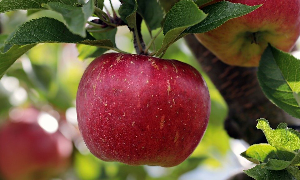 5 Methods of Planting Fruit Trees