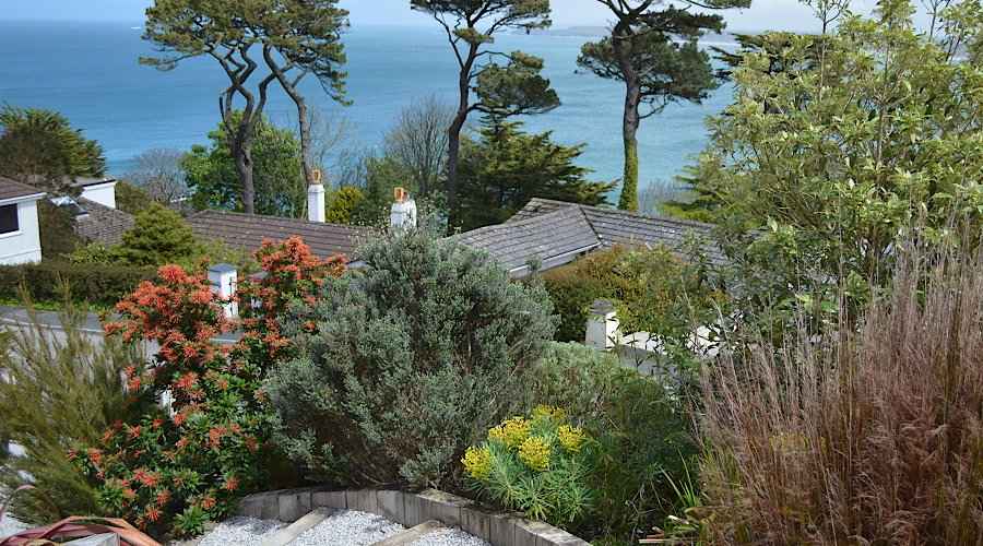 Evergreen Trees for Coastal Areas