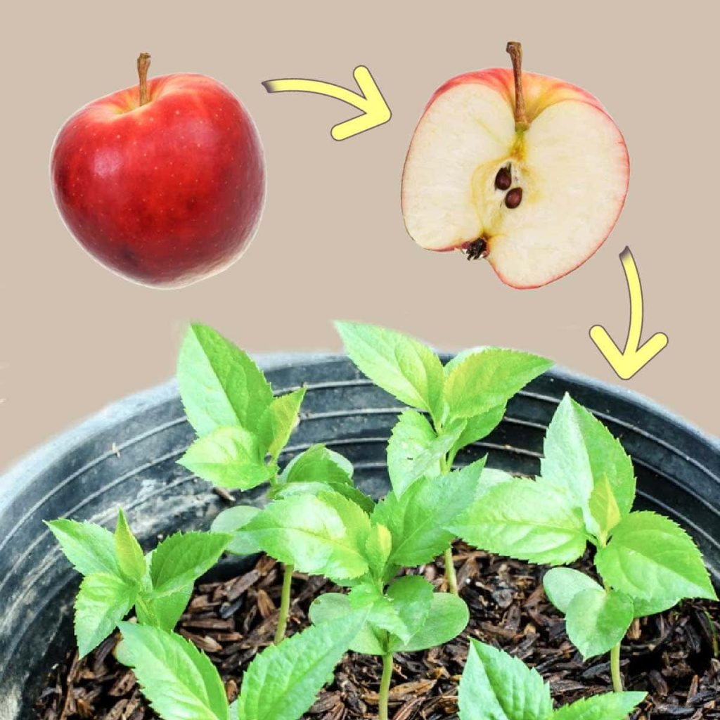 How to Plant Apple Tree from Seed