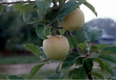 Can Apple Trees Grow in Florida