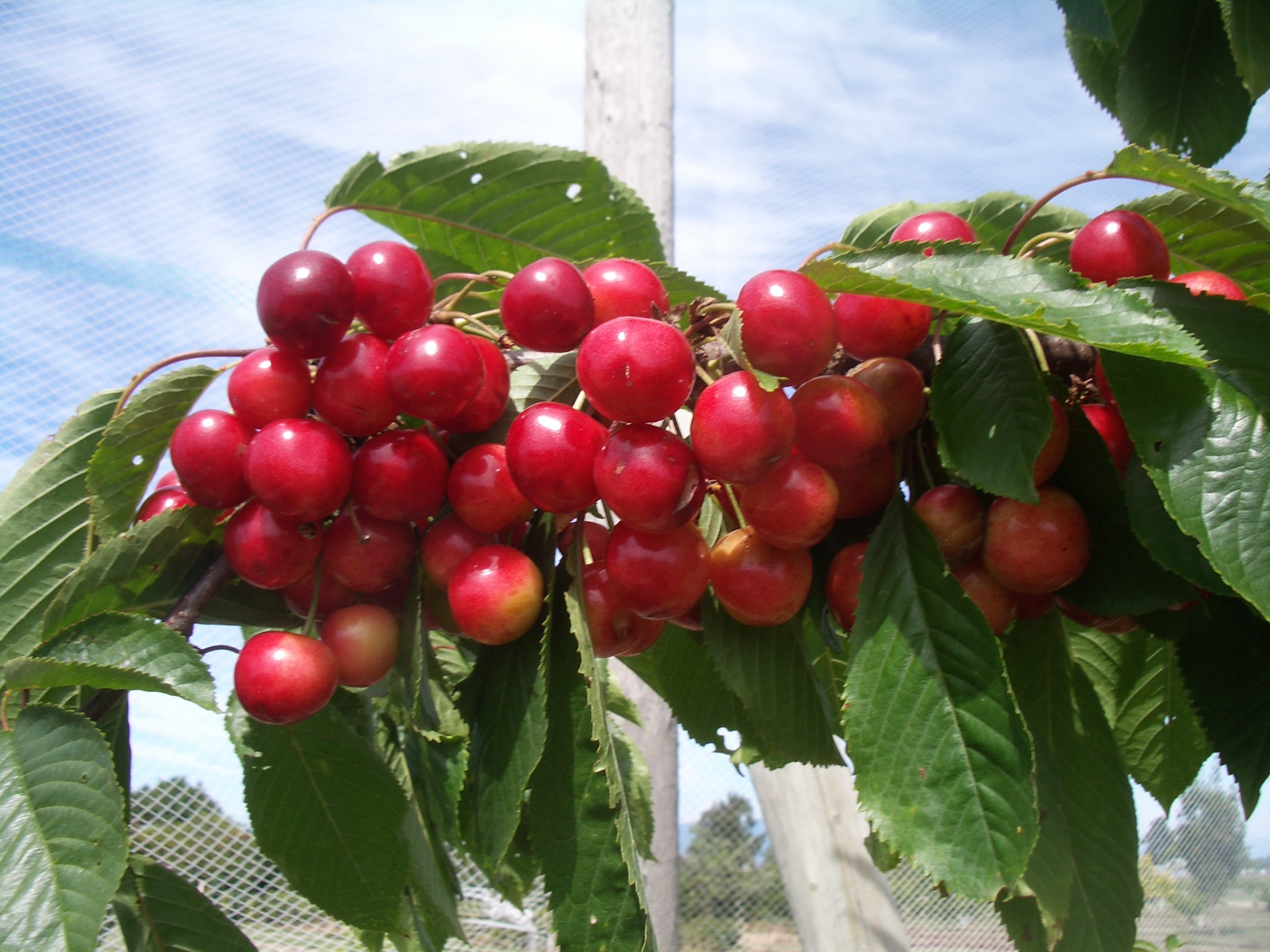 What Fruit Trees Grow In Eastern Washington State