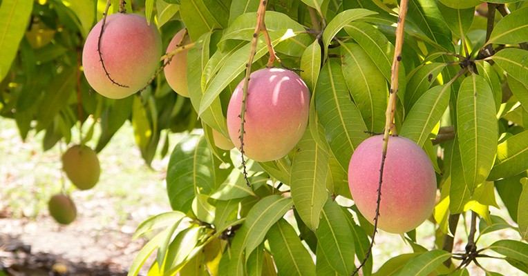 5 Best Fruit Trees to Grow in Sydney - Fruits Gardener