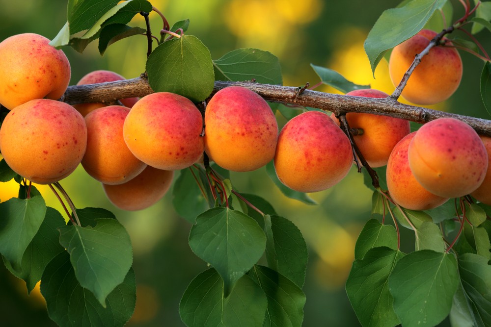Low Maintenance Fruit Trees Uk