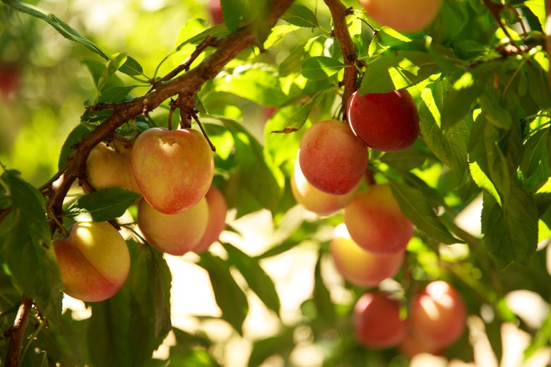 What Fruit Trees Grow in Seattle