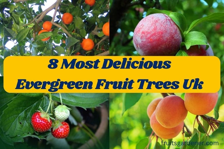 8 Most Delicious Evergreen Fruit Trees Uk You Can Plant