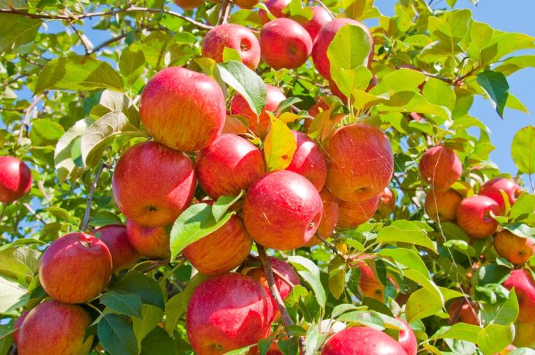 Can Apple Trees Grow in Shade