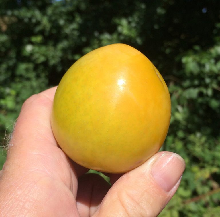 Top 5 Best Fruit Tree Fertilizer That Can Give You A Big Harvest