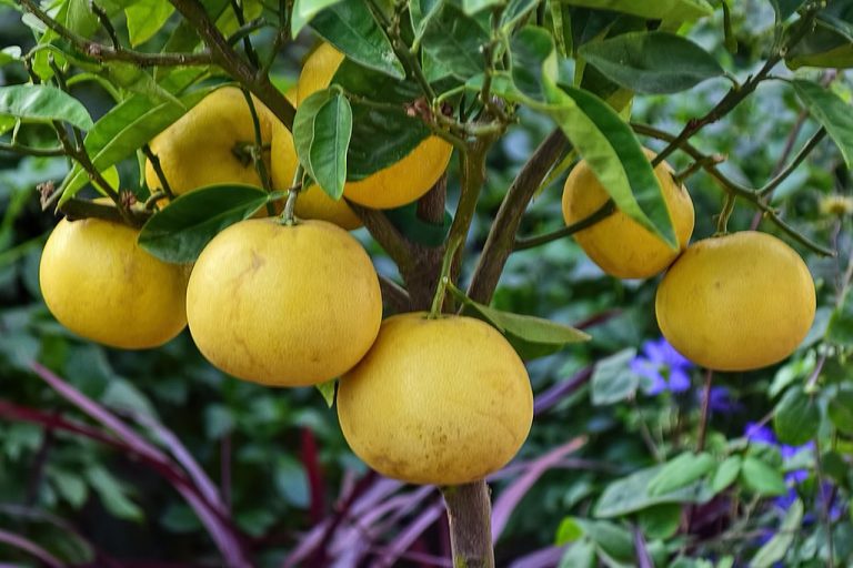 Best Fruit Tree Fertilizer