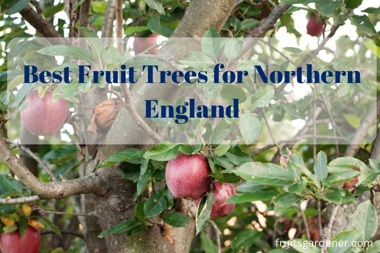 Best Fruit Trees for Northern England