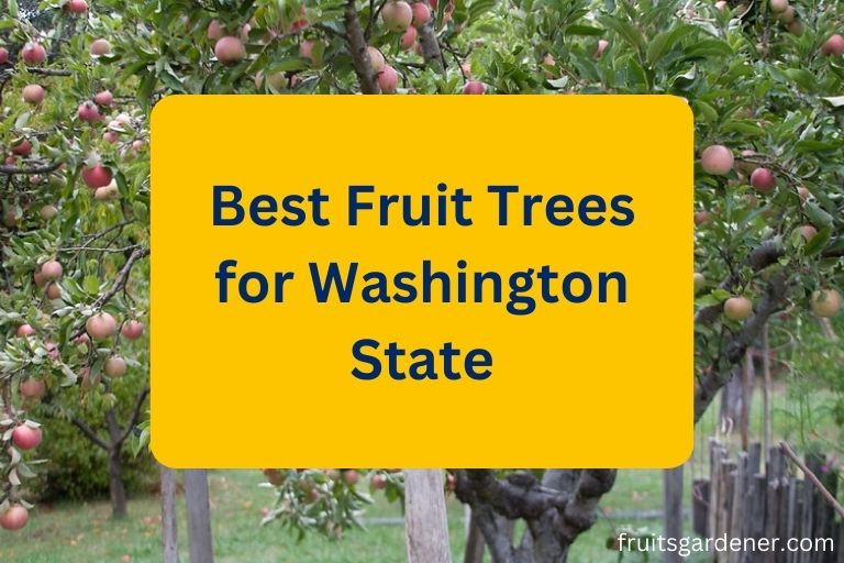 Best Fruit Trees for Washington State