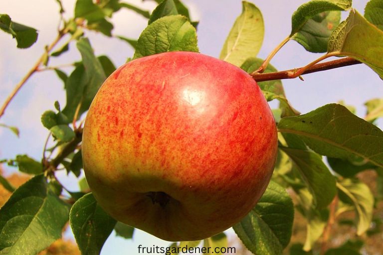 5 Best Fruit Trees to Grow in Sydney Fruits Gardener