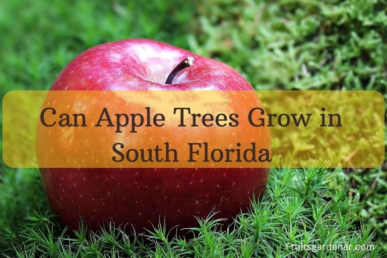 Can Apple Trees Grow in South Florida