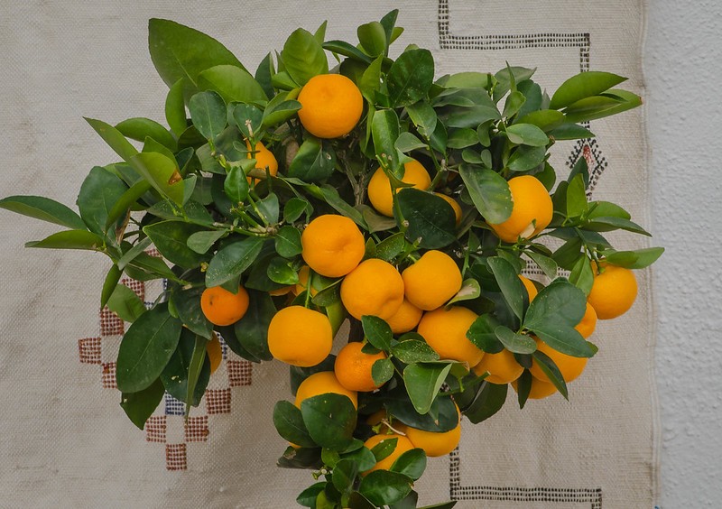 5 Best Fruit Trees to Grow in Sydney Fruits Gardener