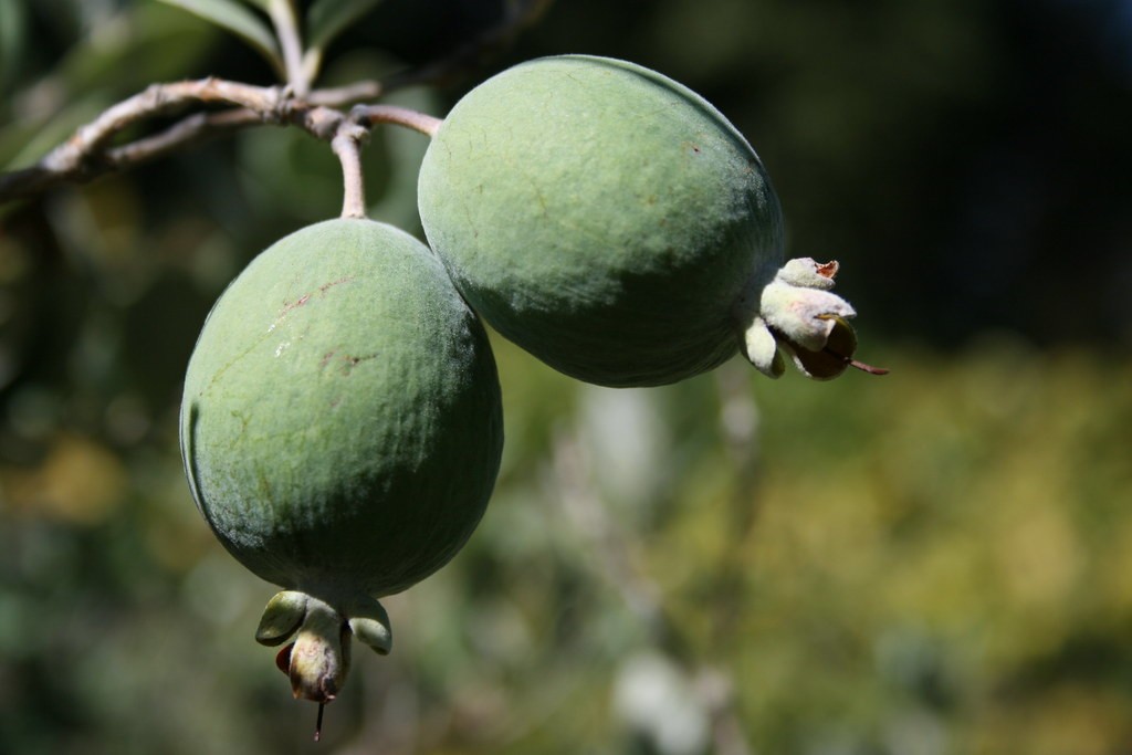 The Bliss of Low-Maintenance Fruit Trees: A Guide to Bountiful Harvests with Minimal Effort