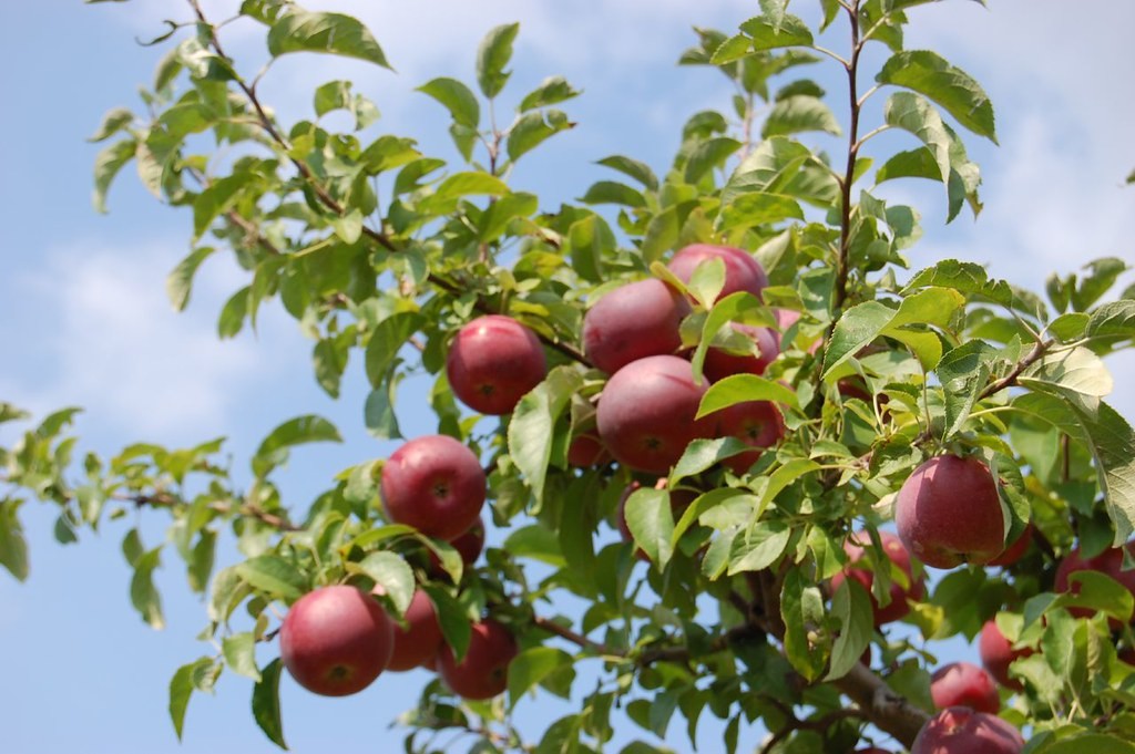 Can Apple Trees Grow In Shade Consider 2 Things Before Planting can-apple-trees-grow-in-shade-consider-2-things-before-planting
