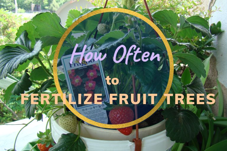 How Often to Fertilize Fruit Trees