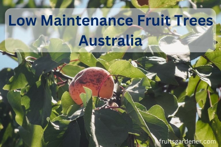 Low Maintenance Fruit Trees Australia
