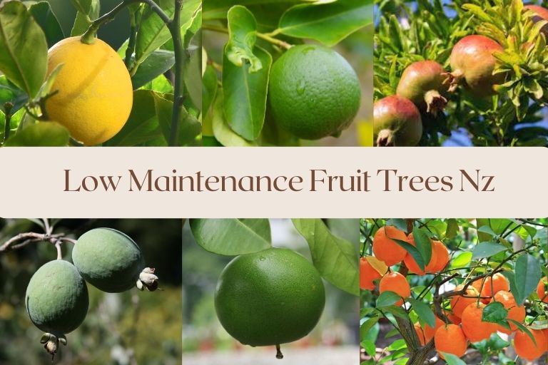 Low Maintenance Fruit Trees Nz