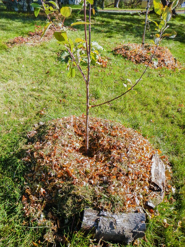 11 Pros And Cons of Mulching Fruit Trees You Must Know