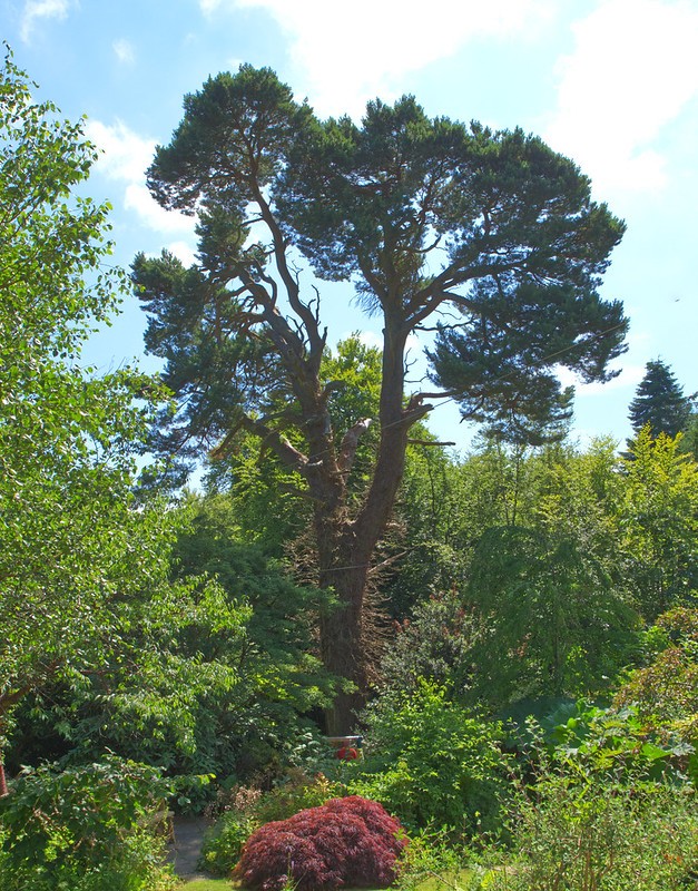 5 Best Trees for Windy Coastal Areas Uk That You Can Find Easily