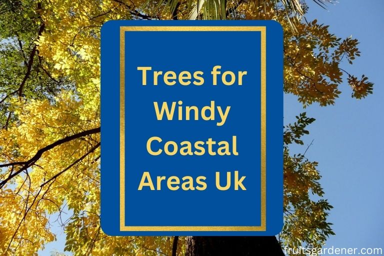 Trees for Windy Coastal Areas Uk