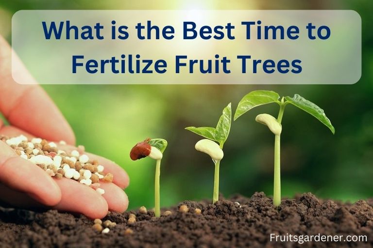 What is the Best Time to Fertilize Fruit Trees