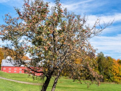 Best Fruit Trees for North East England