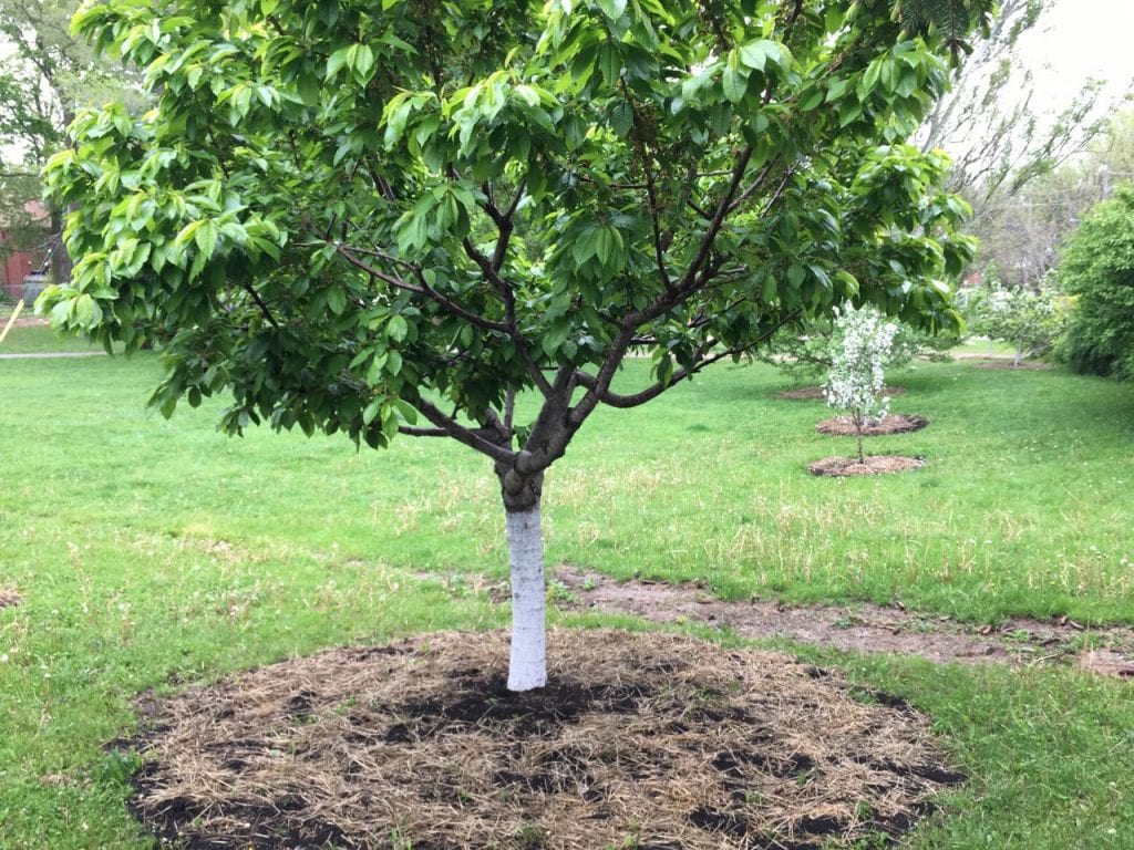 Pros And Cons of Mulching Fruit Trees