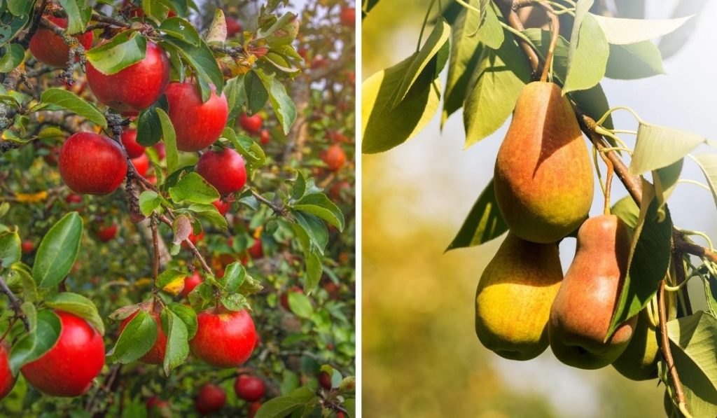 Can Apple Trees Pollinate Pear Trees