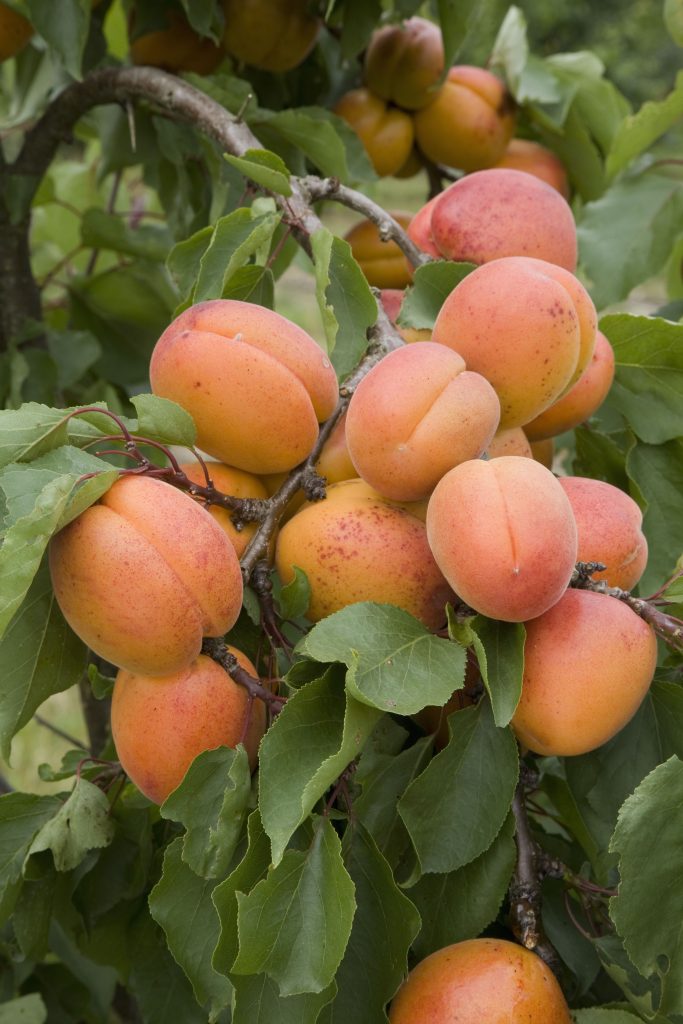Fast Growing Fruit Trees Uk