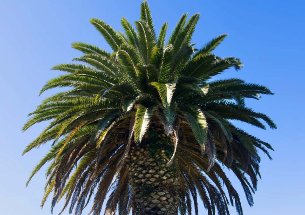 Trees That Grow in Coastal Areas