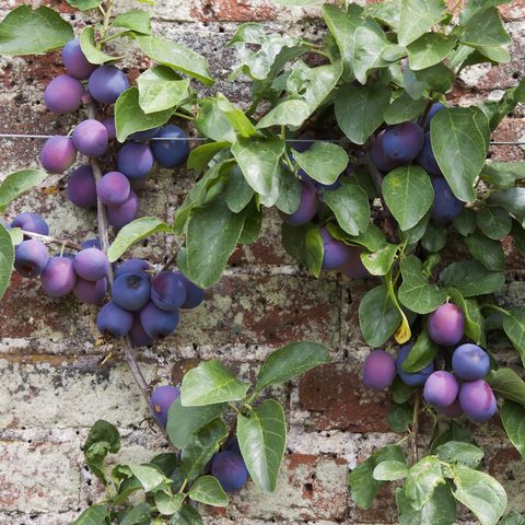 Best Fruit Trees to Grow in Victoria
