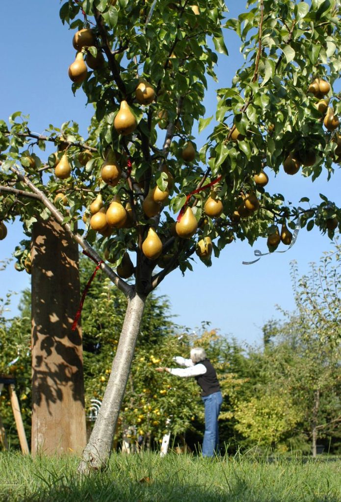 Best Fruit Trees for Western Washington