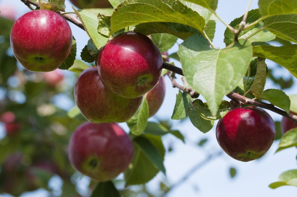 When to Plant Apple Trees Zone 7